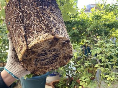 植物根系会吃土吗 揭秘植物吃土这件事