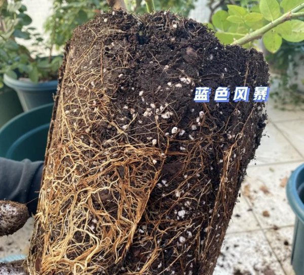 植物根系会吃土吗