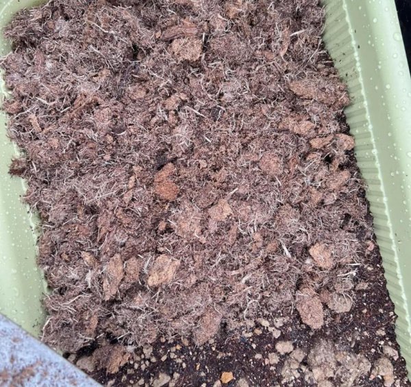 植物根系会吃土吗