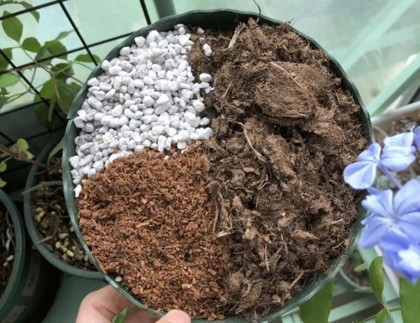 植物根系会吃土吗