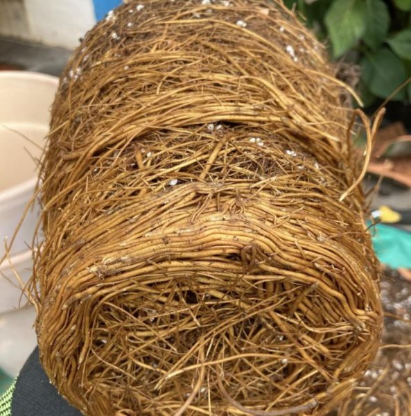 植物根系会吃土吗