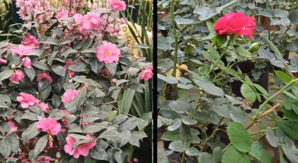 茶花与月季有什么区别