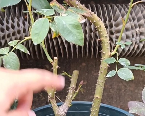 茶花与月季有什么区别