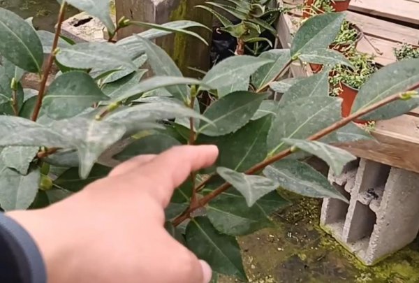 茶花与月季有什么区别