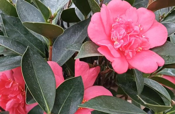 茶花与月季有什么区别