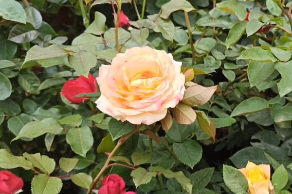 茶花与月季有什么区别