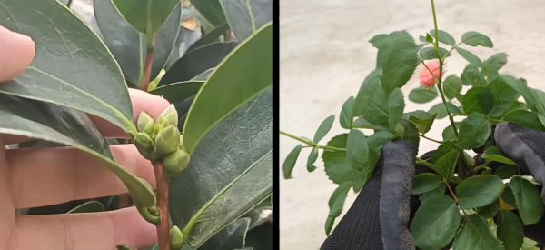 茶花与月季有什么区别