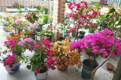 四季开花的植物花卉有哪些 盘点6种开花勤室内盆栽植物大全