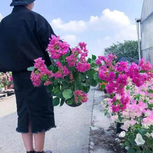 冬天如何把三角梅养爆花 冬季三角梅开花养护技巧