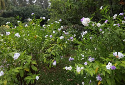 双色茉莉的叶子变褐色怎么回事 详解双色茉莉养护不当的4个原因分析