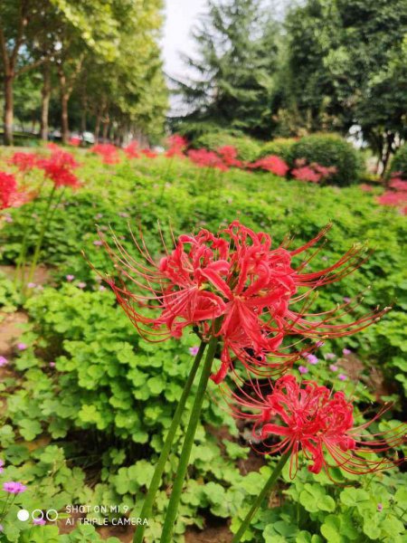 哪些花卉不适合用来送人