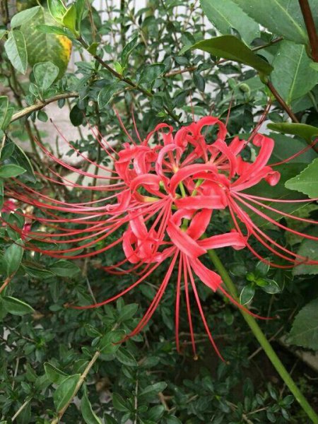哪些花卉不适合用来送人