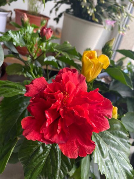 哪些花卉不适合用来送人