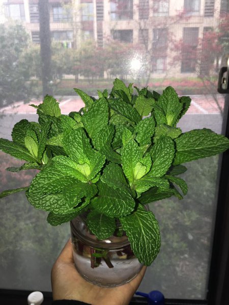薄荷怎么繁殖