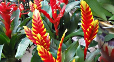 凤梨花什么时候开花 有关凤梨花花期介绍