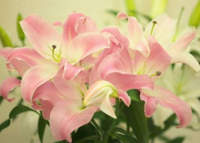 百合花不开花怎么办 了解百合花开花的必备条件及花期介绍
