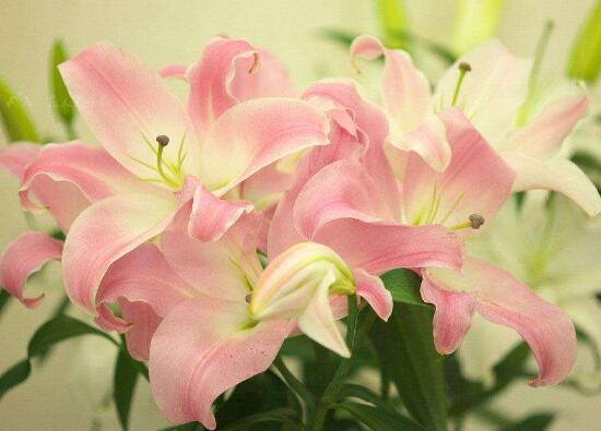 百合花不开花怎么办