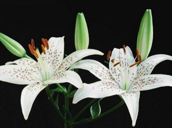 百合花不开花怎么办