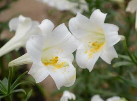 百合花不开花怎么办
