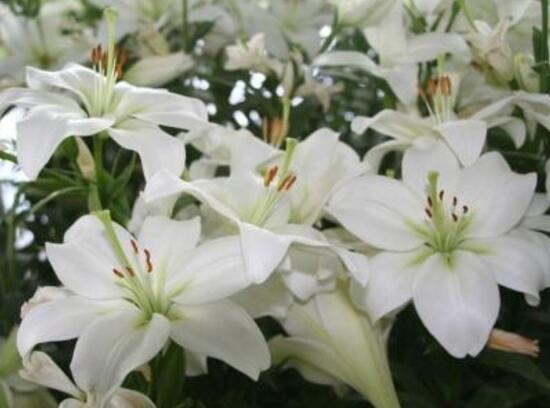 百合花不开花怎么办