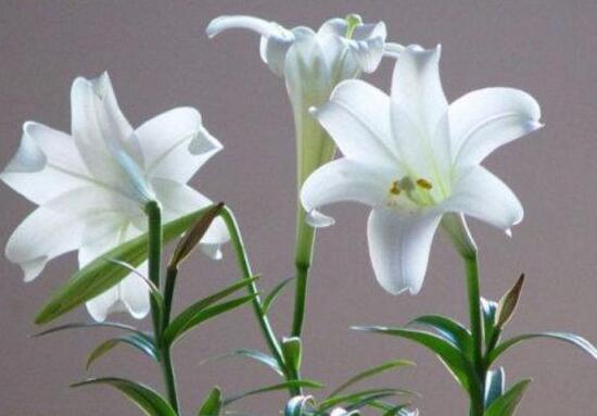 百合花不开花怎么办