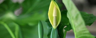 滴水观音开花后怎么办 详解滴水观音花后正确养护方法