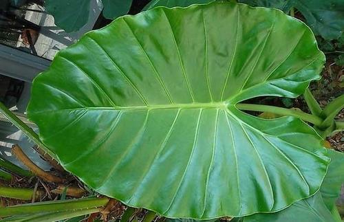 滴水观音开花后怎么办