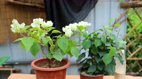 三角梅开花少怎么办