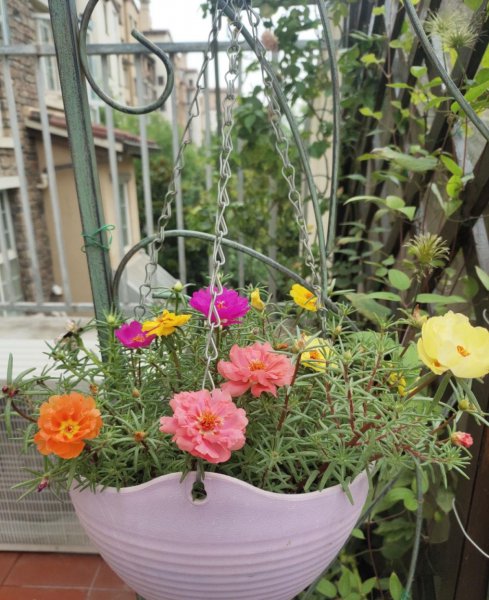 太阳花怎么养才长得好