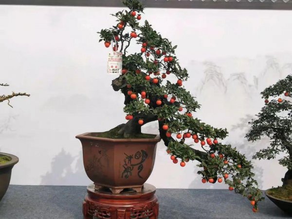 金弹子盆栽不结果怎么办