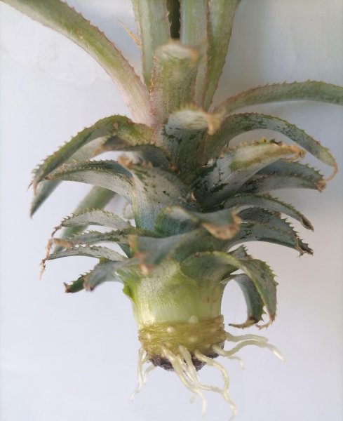有哪些水果核适合盆栽的