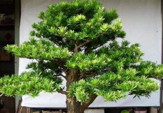 罗汉松果有什么功效