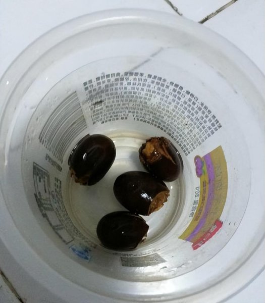 荔枝室内怎么盆栽