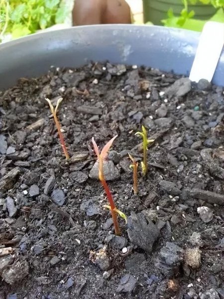 荔枝室内怎么盆栽