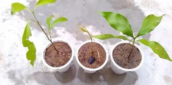 荔枝室内怎么盆栽