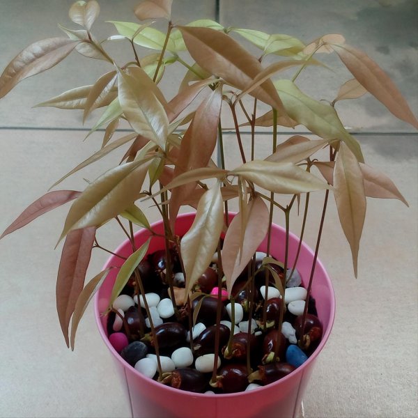 荔枝室内怎么盆栽