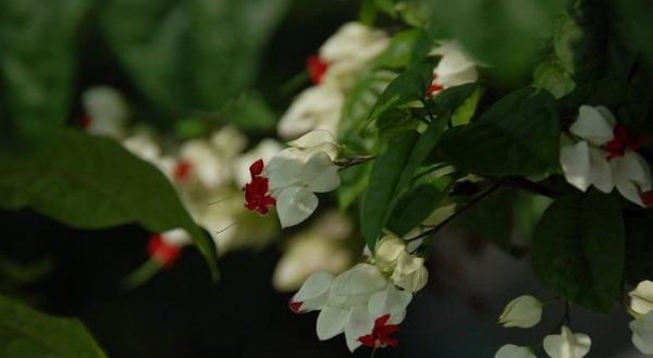 龙吐珠为什么不开花