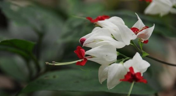 龙吐珠为什么不开花
