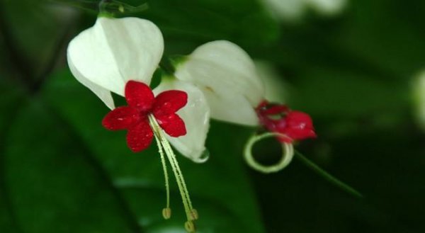 龙吐珠为什么不开花