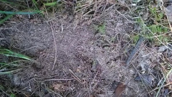 松针怎么发酵做花土