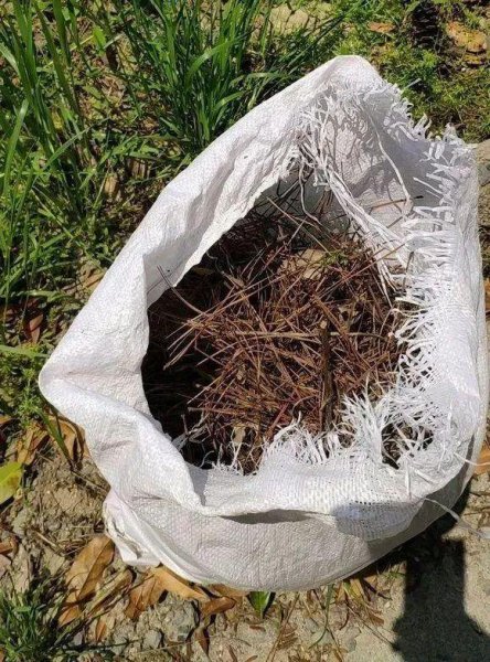 松针怎么发酵做花土