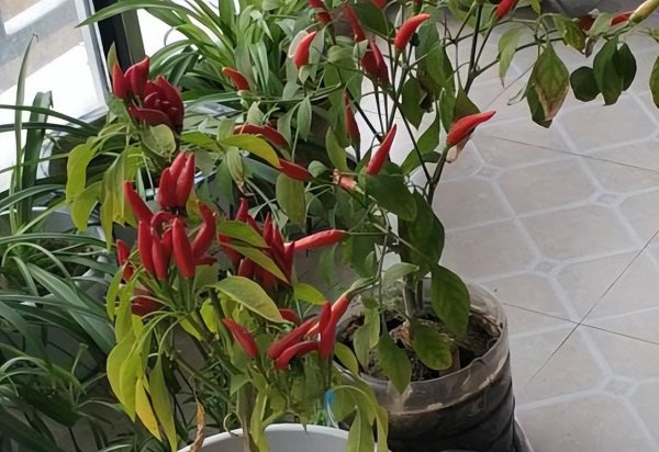 盆栽的辣椒只开花不结果怎么办