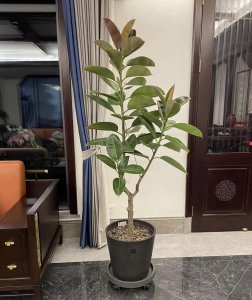 能吸灰尘的植物有哪些 盘点4个天然吸尘器的花卉植物