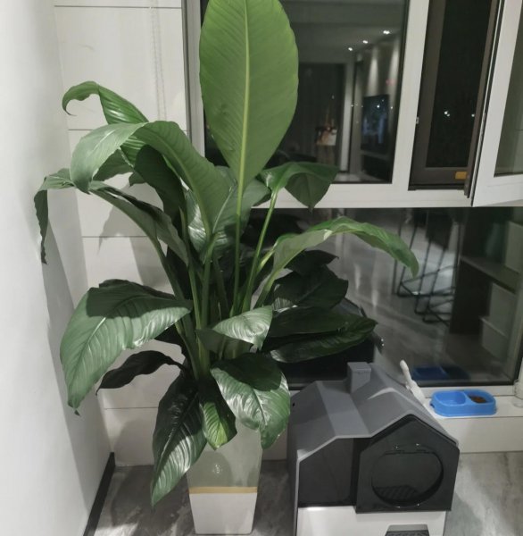 能吸灰尘的植物有哪些