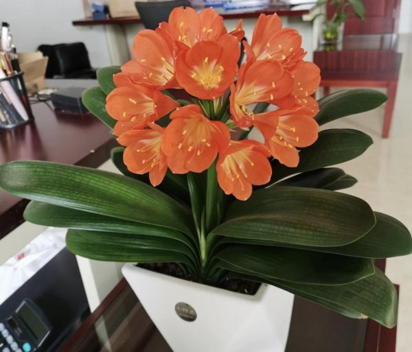 能吸灰尘的植物有哪些