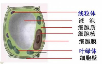 是不是所有的植物细胞里都含有线粒体 有关线粒体介绍