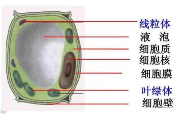 是不是所有的植物细胞里都含有线粒体