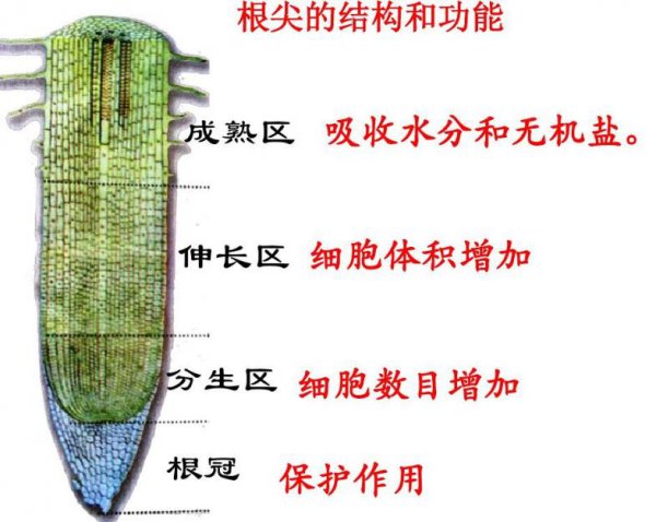 是不是所有的植物细胞里都含有线粒体