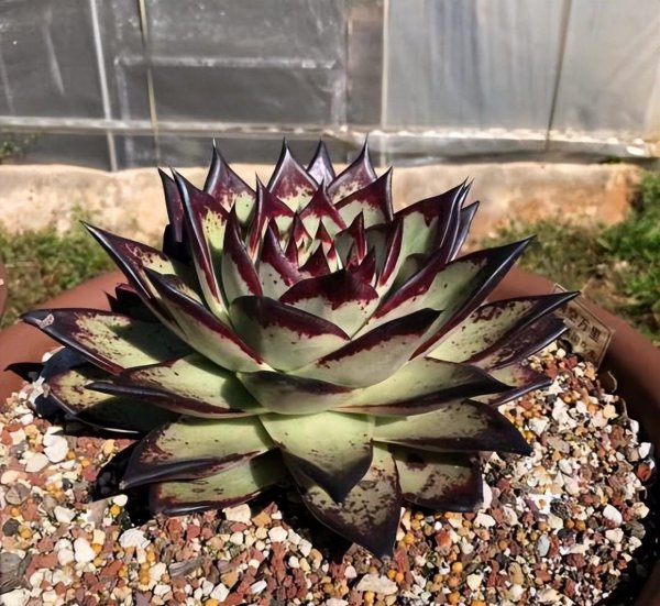 花高价买的冬云乌木是智商税吗
