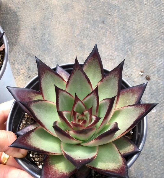 花高价买的冬云乌木是智商税吗